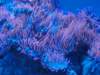 genoaaquarium11_small.jpg