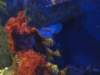 genoaaquarium31_small.jpg