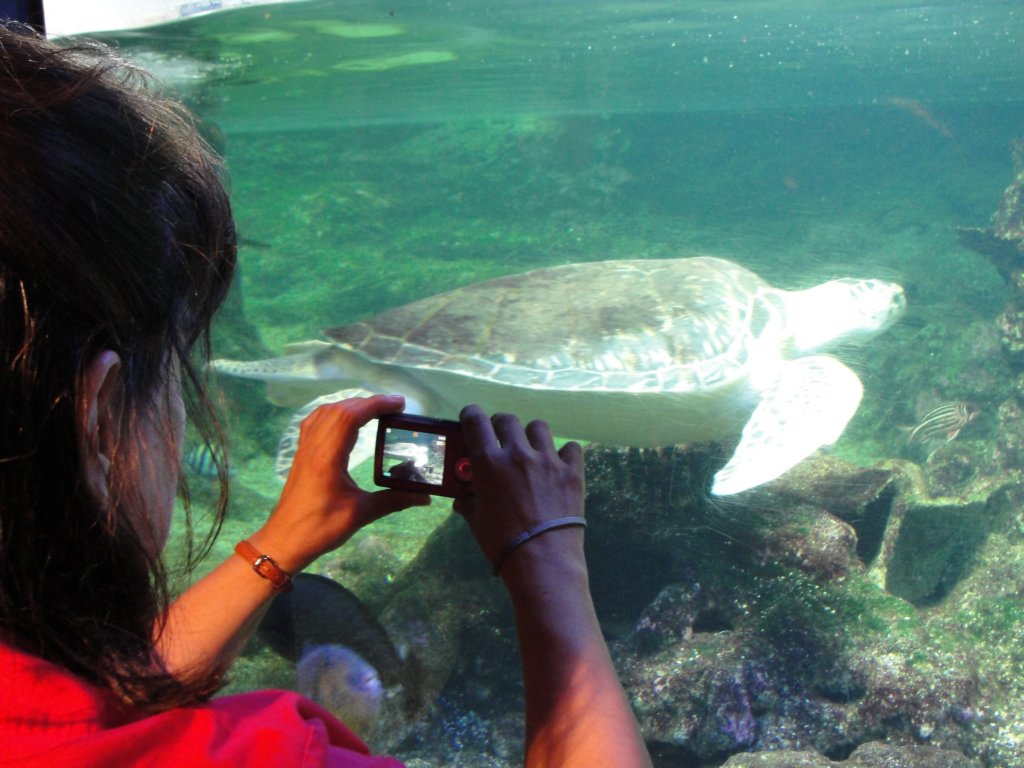 genoaaquarium54.jpg